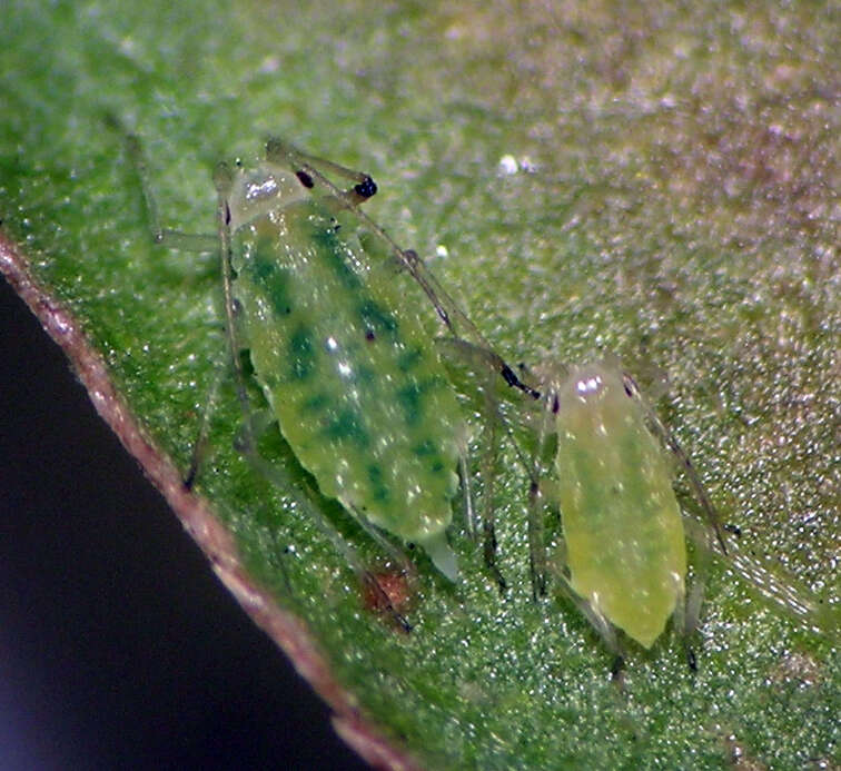 Image of Capitophorus