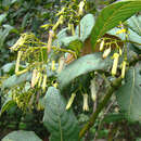 Image of Palicourea lineariflora Wernham