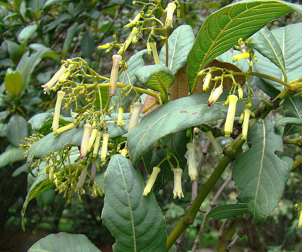 Image of Palicourea lineariflora Wernham