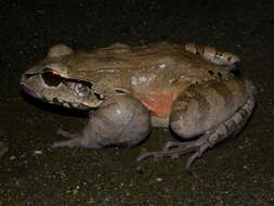 Image of Savage's Thin-toed Frog