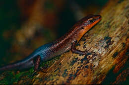 Image of Northern Red-throated Skink