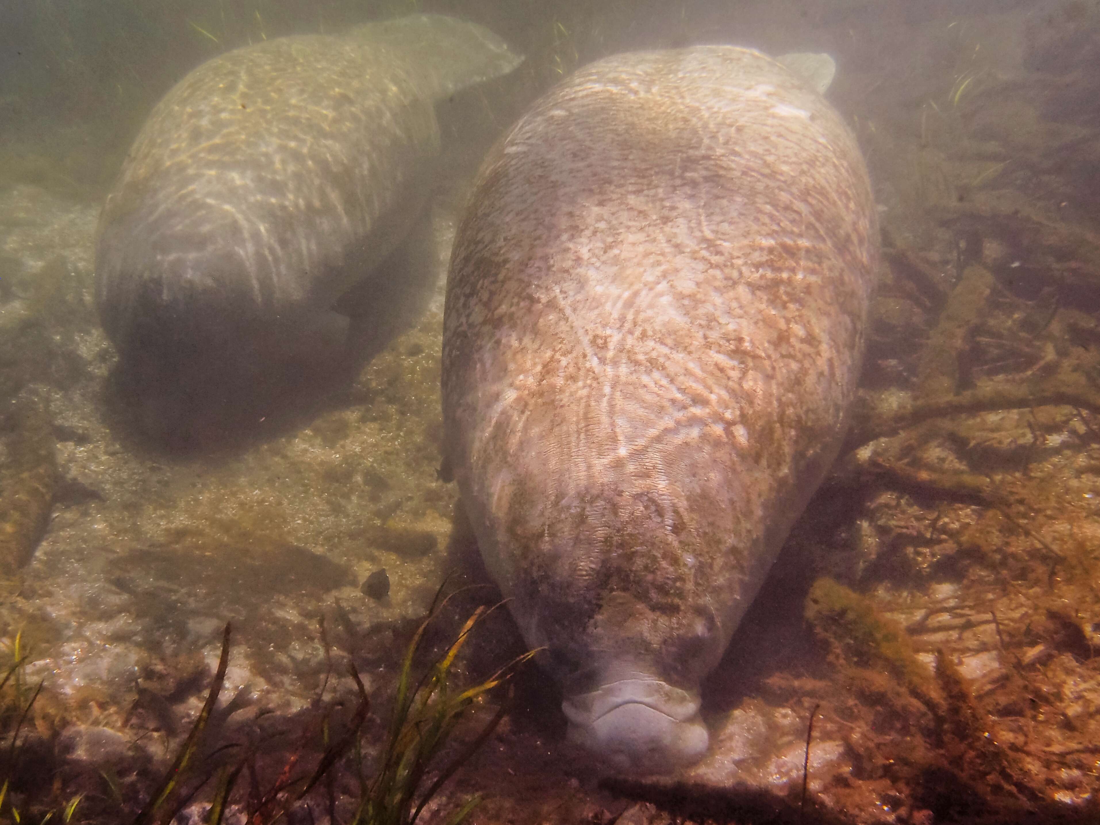 Image of manatees