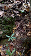 Image of Zomicarpa steigeriana Maxim. ex Schott