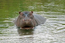 Image of Common Hippopotamus