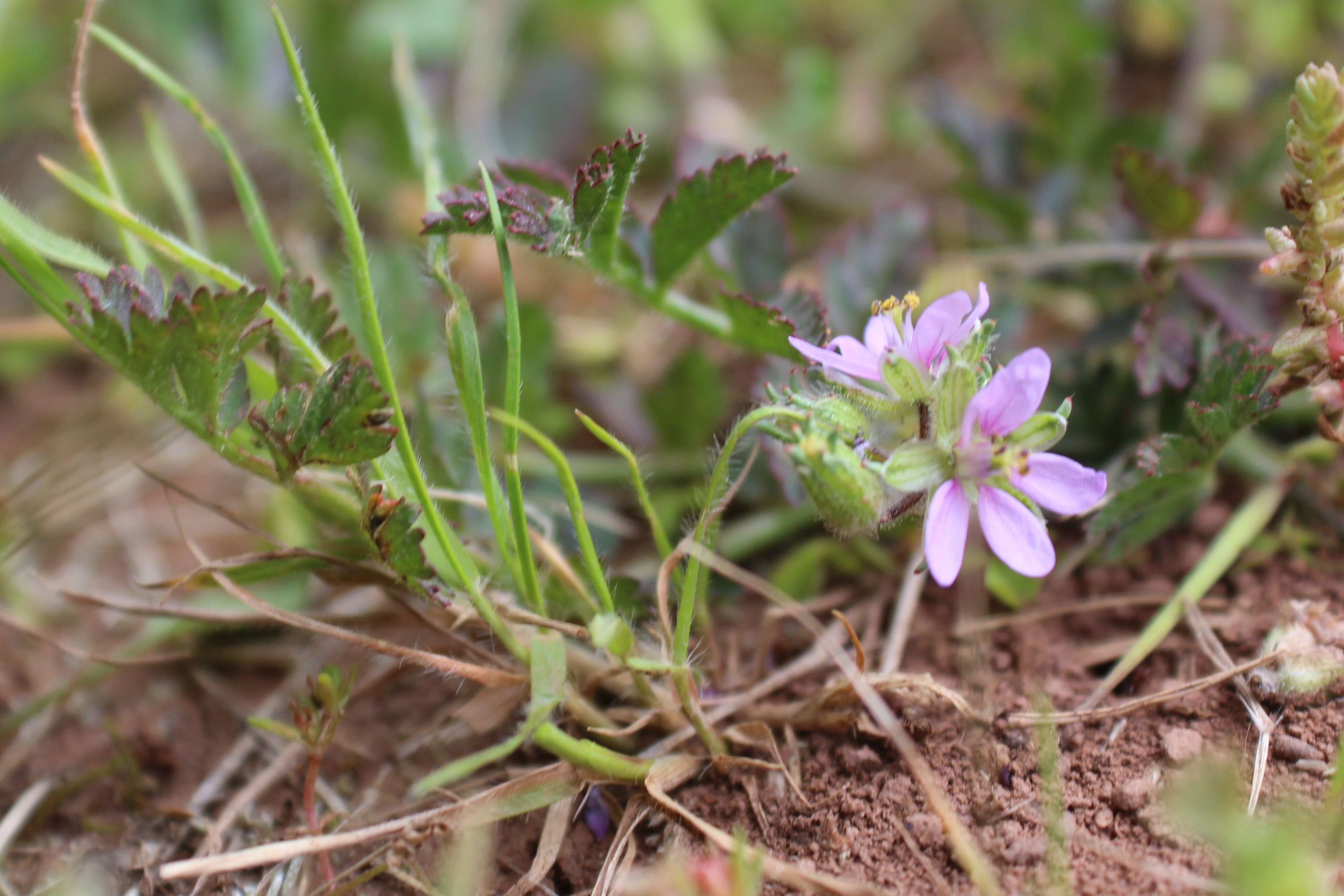 Image of stork's bill