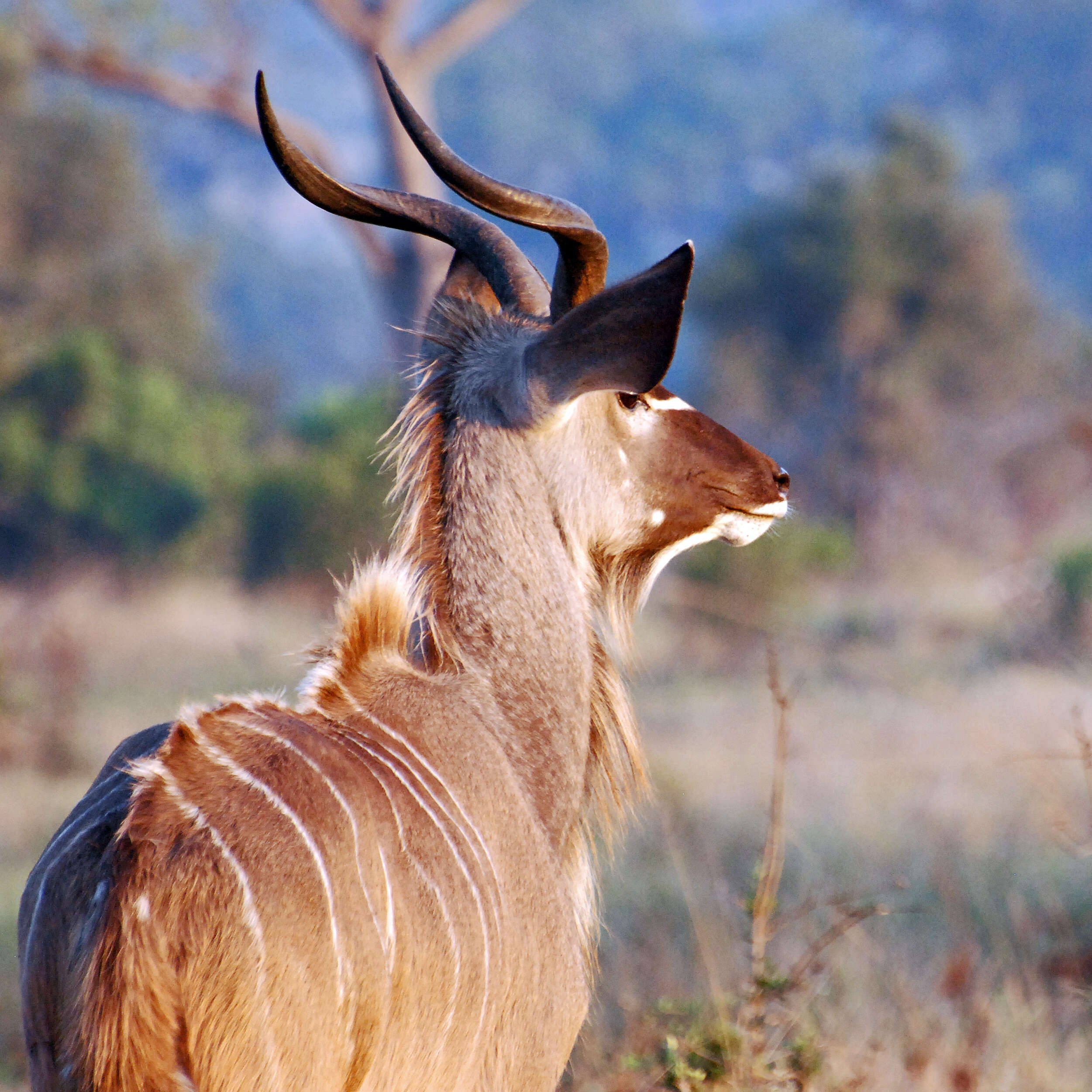 Image of Spiral-horned Antelope