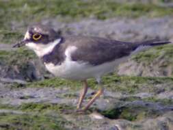 Image of Charadrius Linnaeus 1758