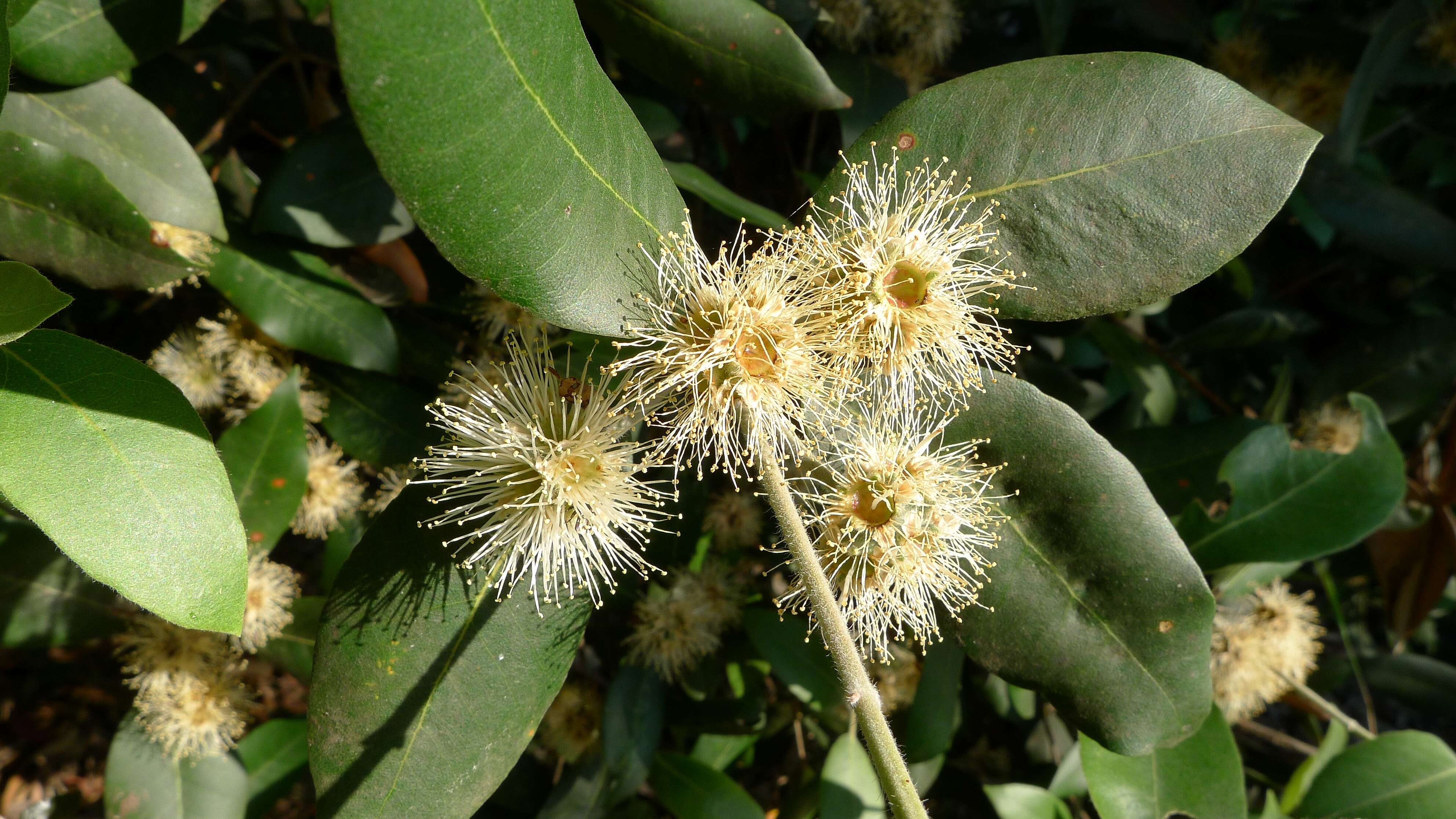 Image of turpentine tree