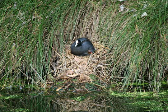 Image of Common Coot