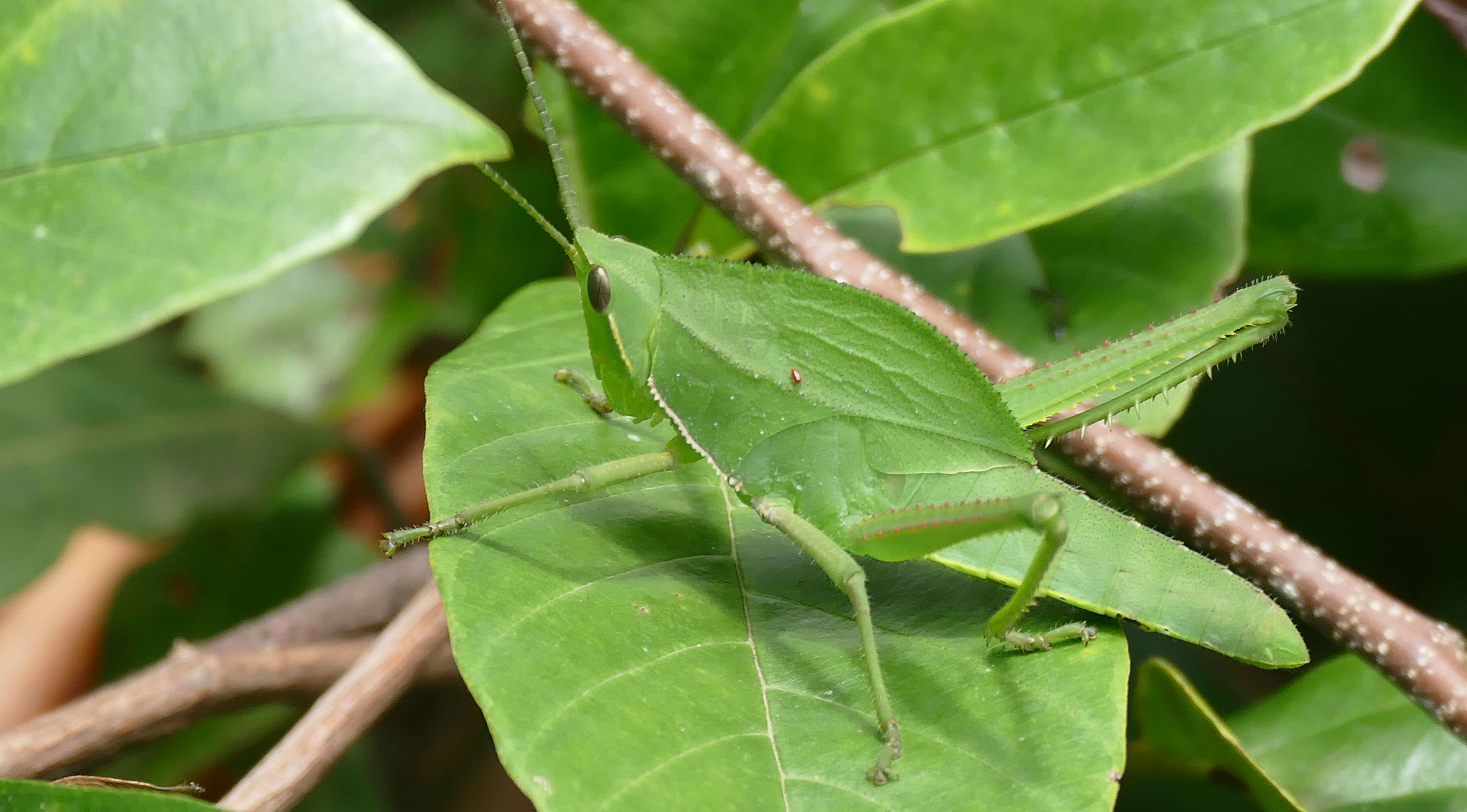 Image of Prionolopha