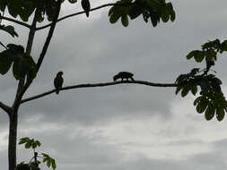 Imagem de Amazona autumnalis (Linnaeus 1758)