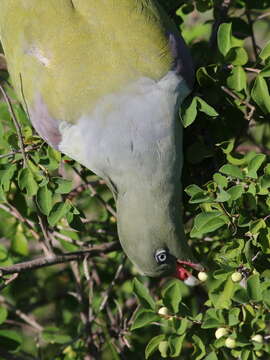 Image of African Green Pigeon