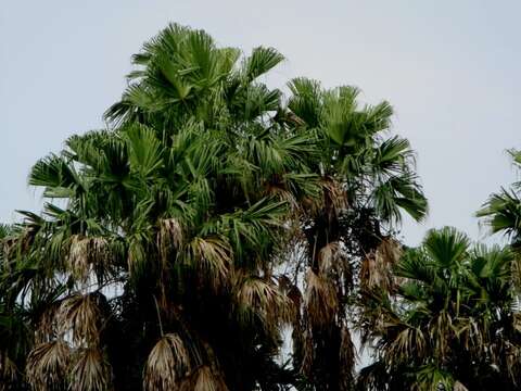 Image of Pholidocarpus macrocarpus Becc.