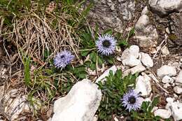 Image of Globe Daisies