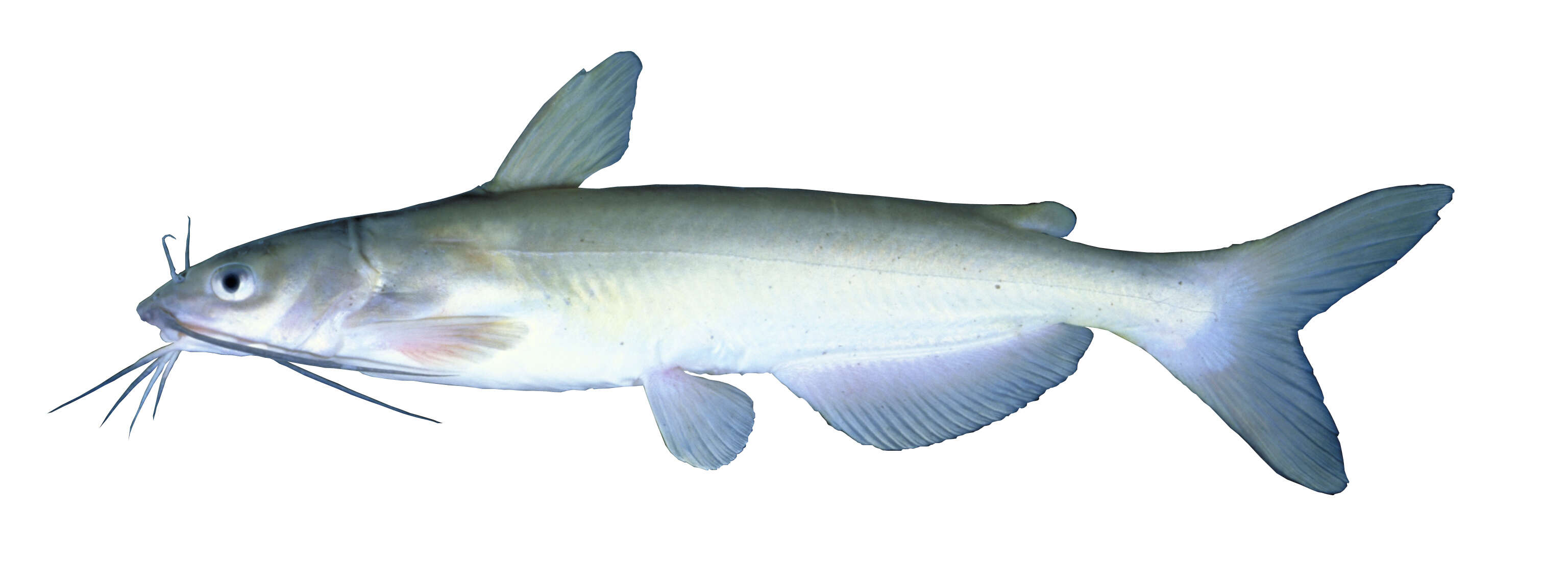 Image of Ictalurus