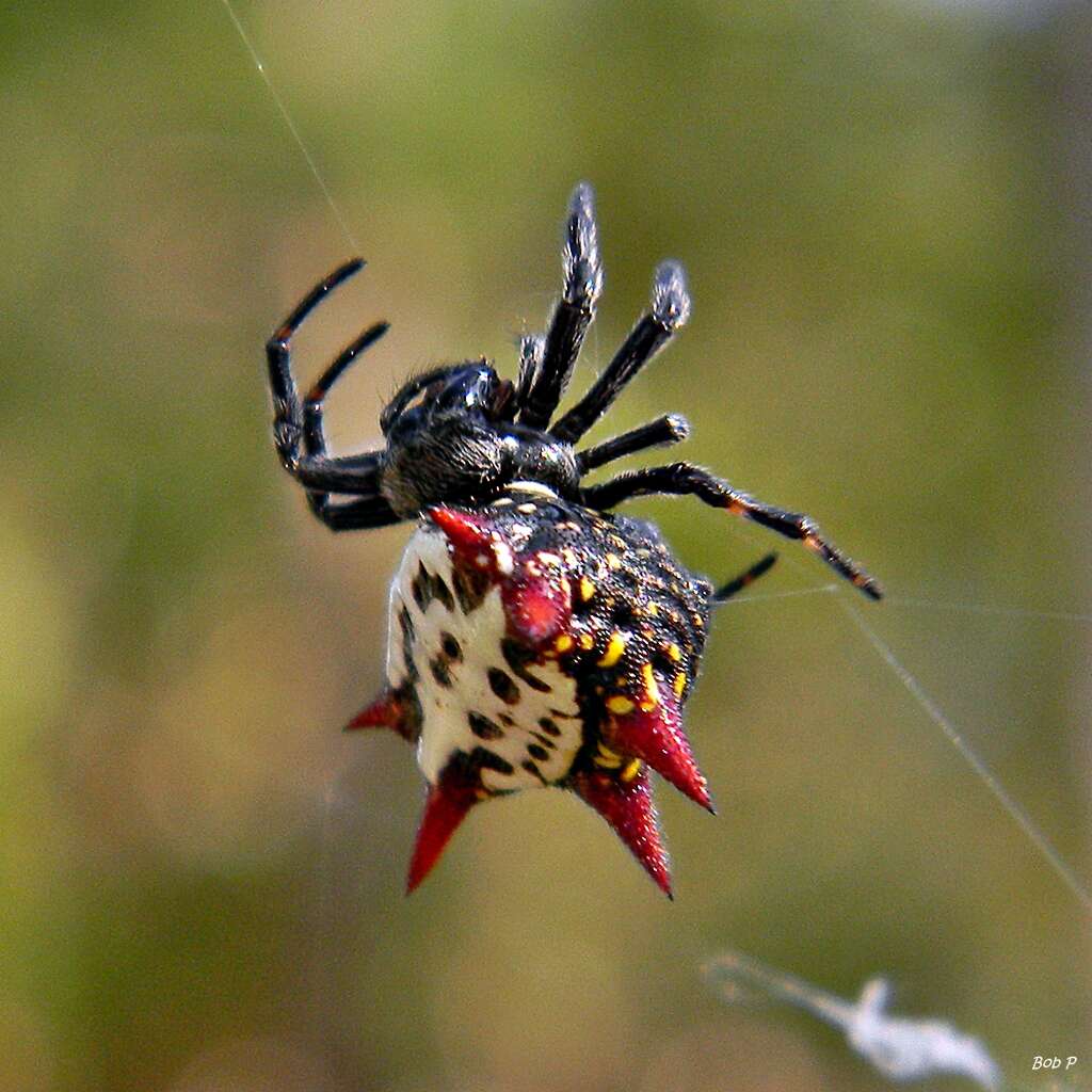 Image of Spinybacked Orbweaver