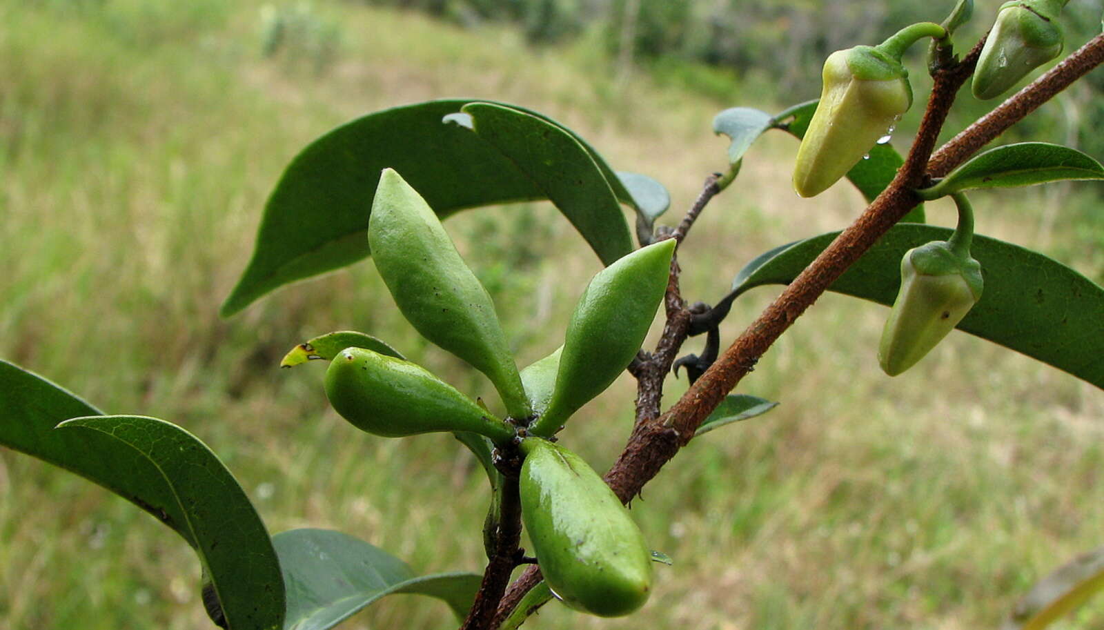 Plancia ëd Xylopia laevigata (Mart.) R. E. Fr.