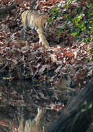 Image of big cats