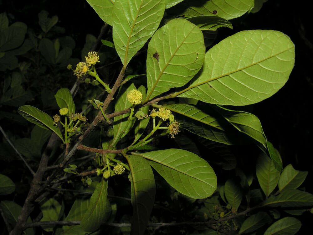 Image of Sloanea obtusifolia (Moric.) K. Schum.