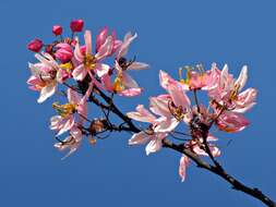 Image of apple blossom