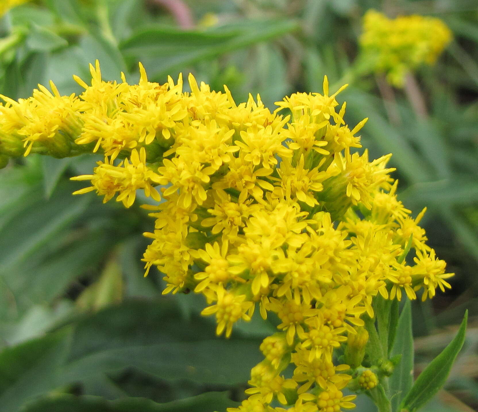 Image of Canada goldenrod