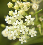 Image de Asclepias