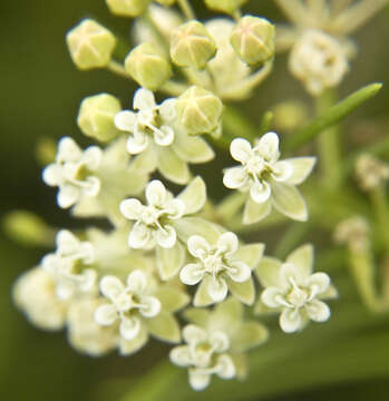 Image of whorled milkweed