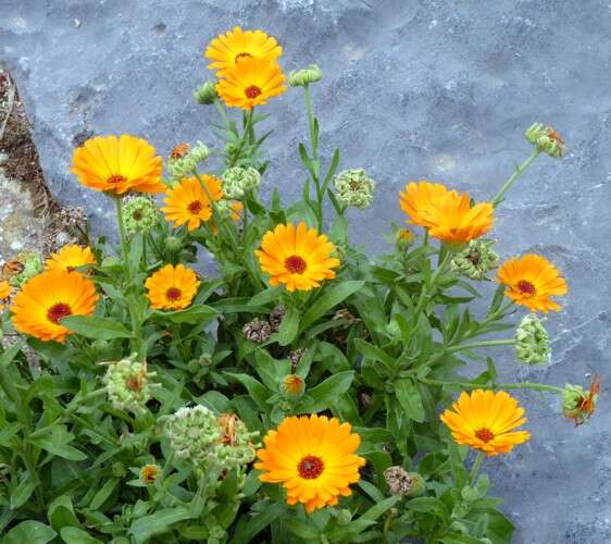 Image of marigold