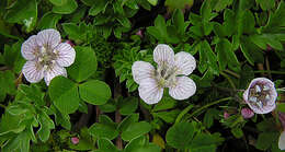 Phacelia platycarpa (Cav.) Spreng.的圖片