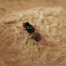 Image of Soldier fly