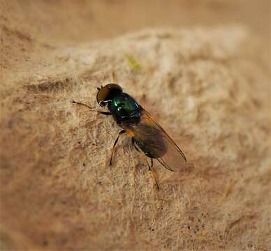 Image of Soldier fly