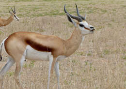 Image of Springbok