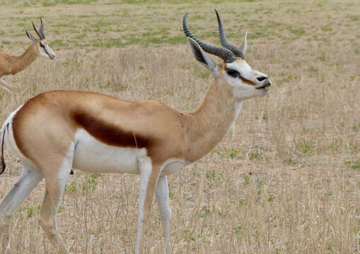 Image of Springbok