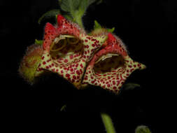 Sivun Kohleria allenii Standl. & L. O. Williams kuva