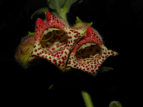 Image of Kohleria allenii Standl. & L. O. Williams