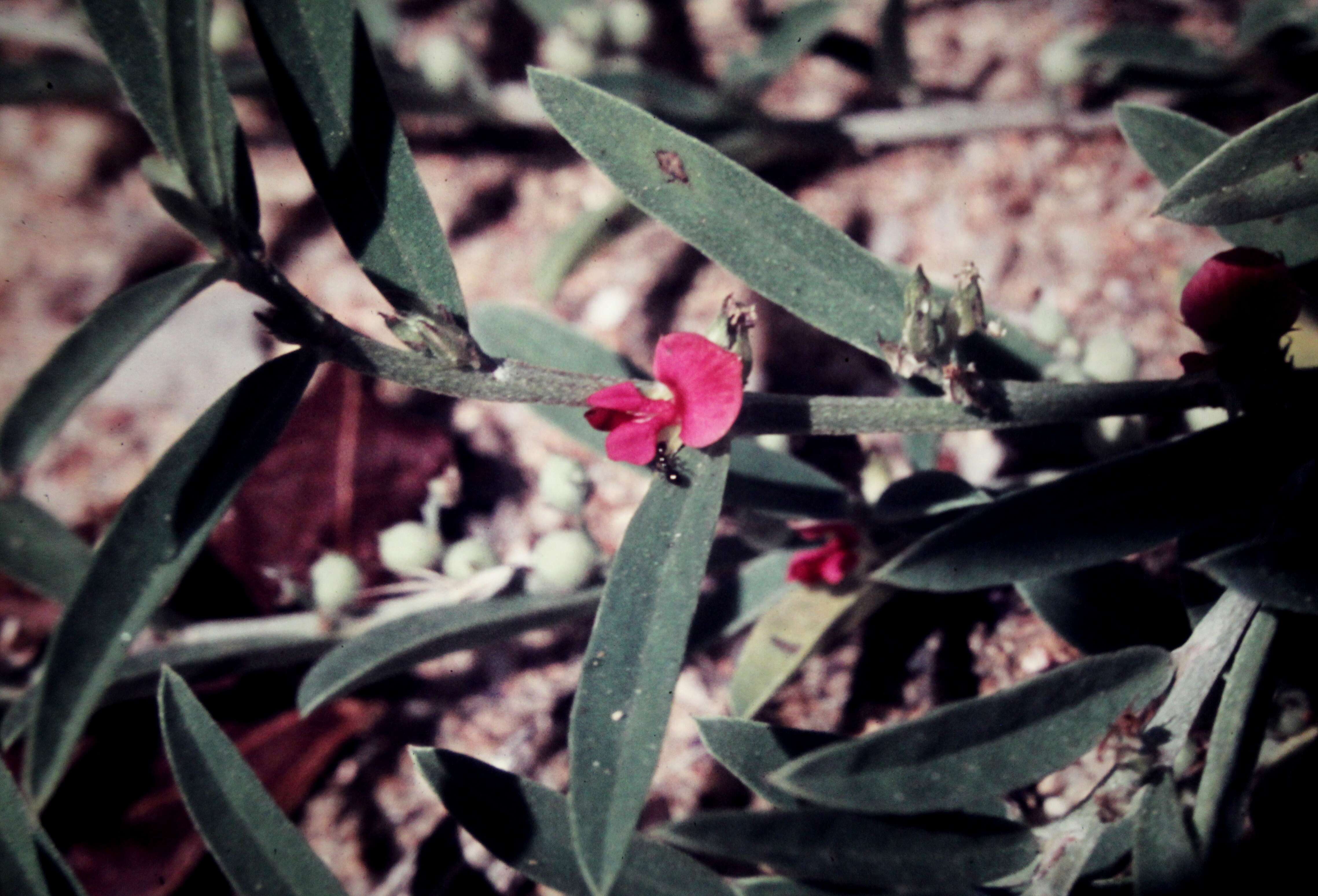 Image of Indigofera linifolia (L. fil.) Retz.