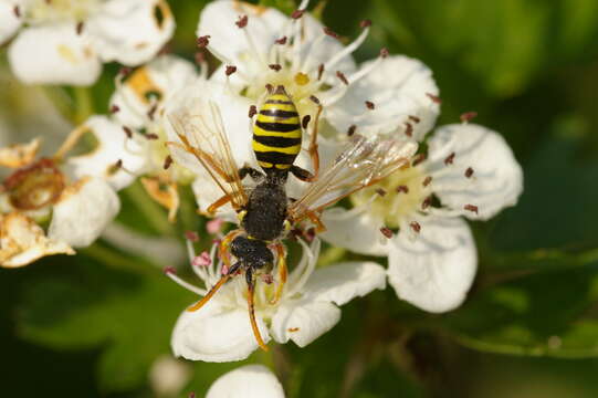 Image of Nomada goodeniana (Kirby 1802)