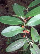 Ilex cassine L. resmi