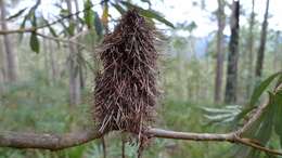 Image of coast banksia