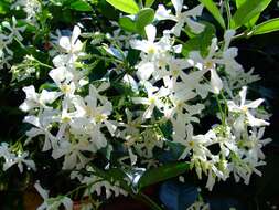 Plancia ëd Trachelospermum jasminoides (Lindl.) Lem.