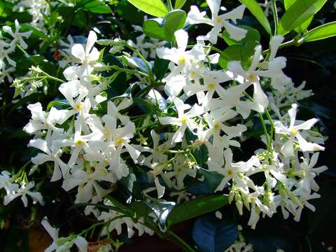Image of Star-jasmine or Confederate-jasmine
