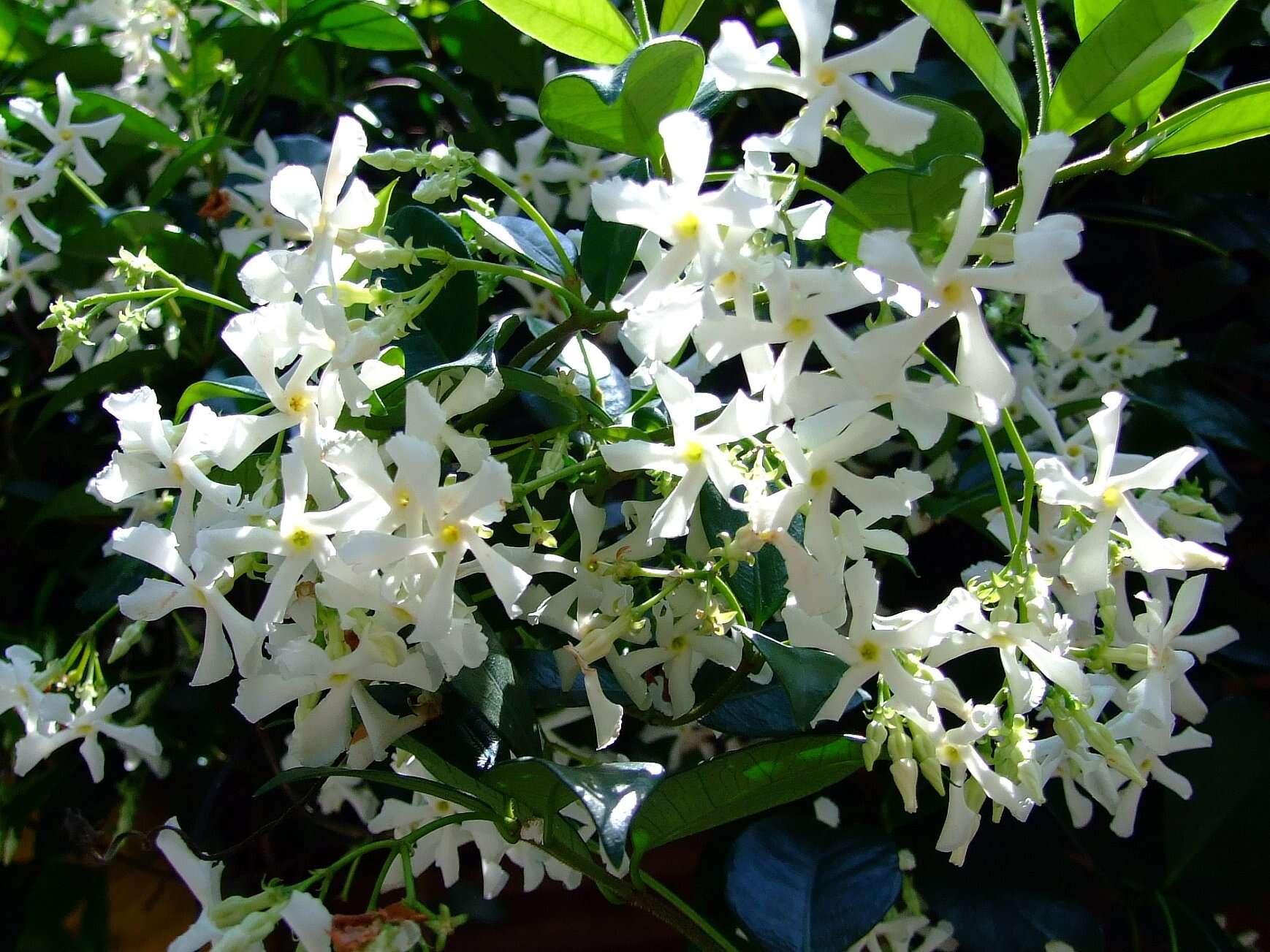 Plancia ëd Trachelospermum jasminoides (Lindl.) Lem.