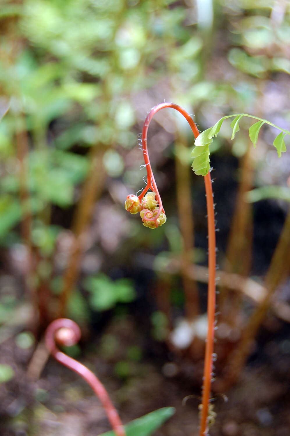 Image de Adiantum