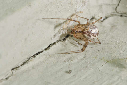 Image of Hammock Spiders