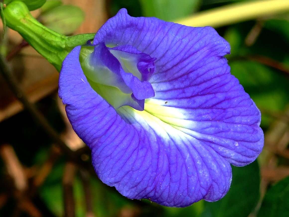 Imagem de Clitoria