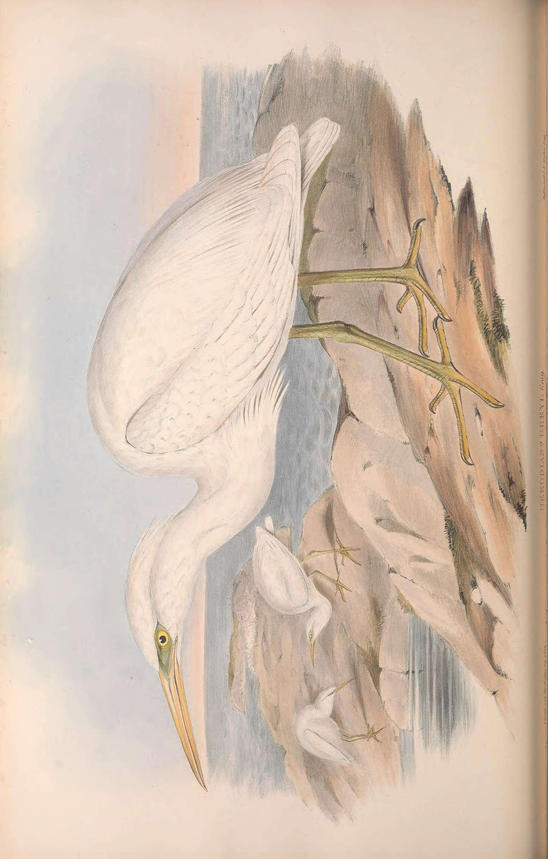 Image of Eastern Reef Egret