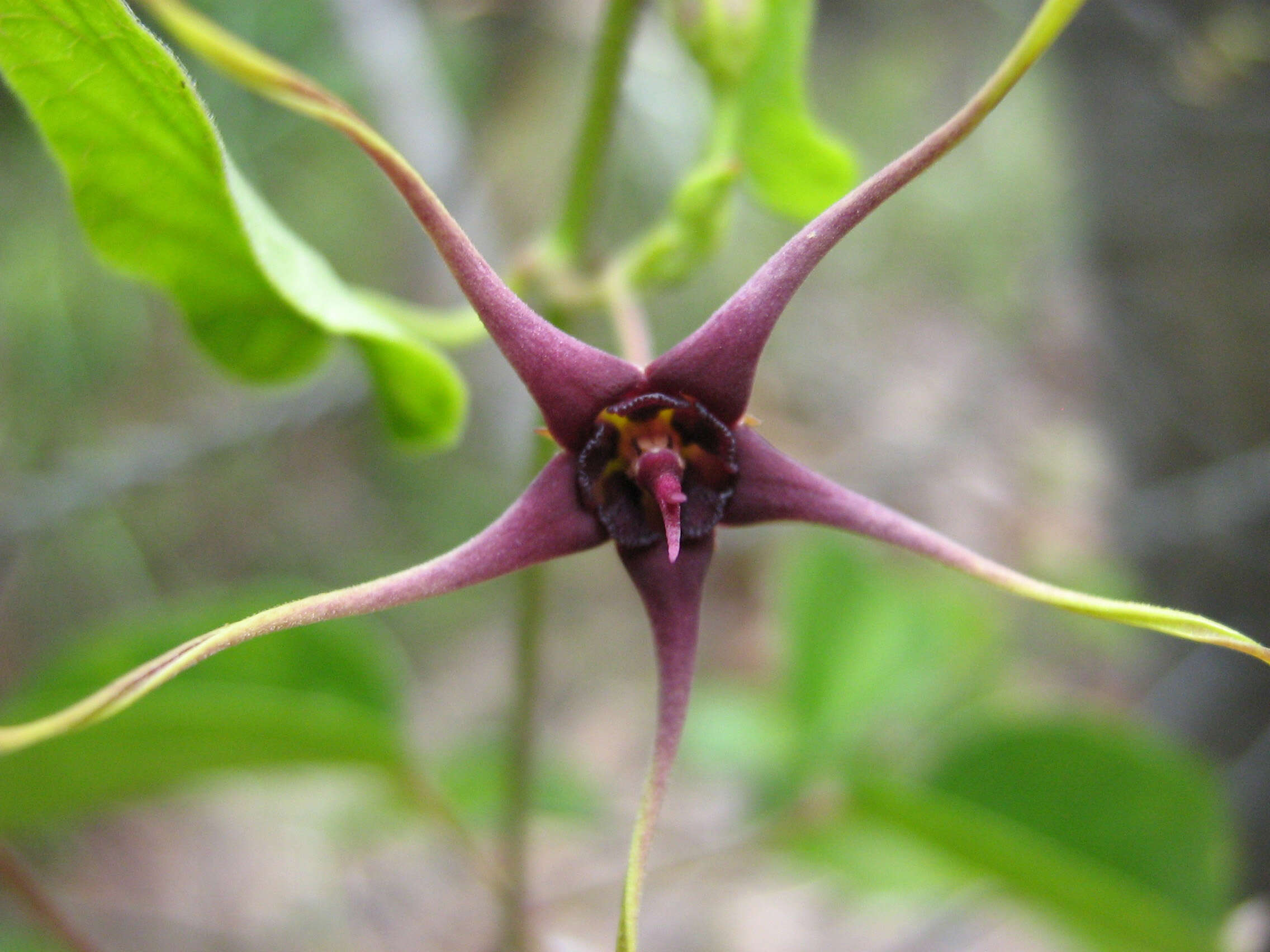 Image de Oxypetalum harleyi (Fontella & Goyder) Farin.