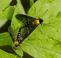 Image of Golden-backed Snipe Fly