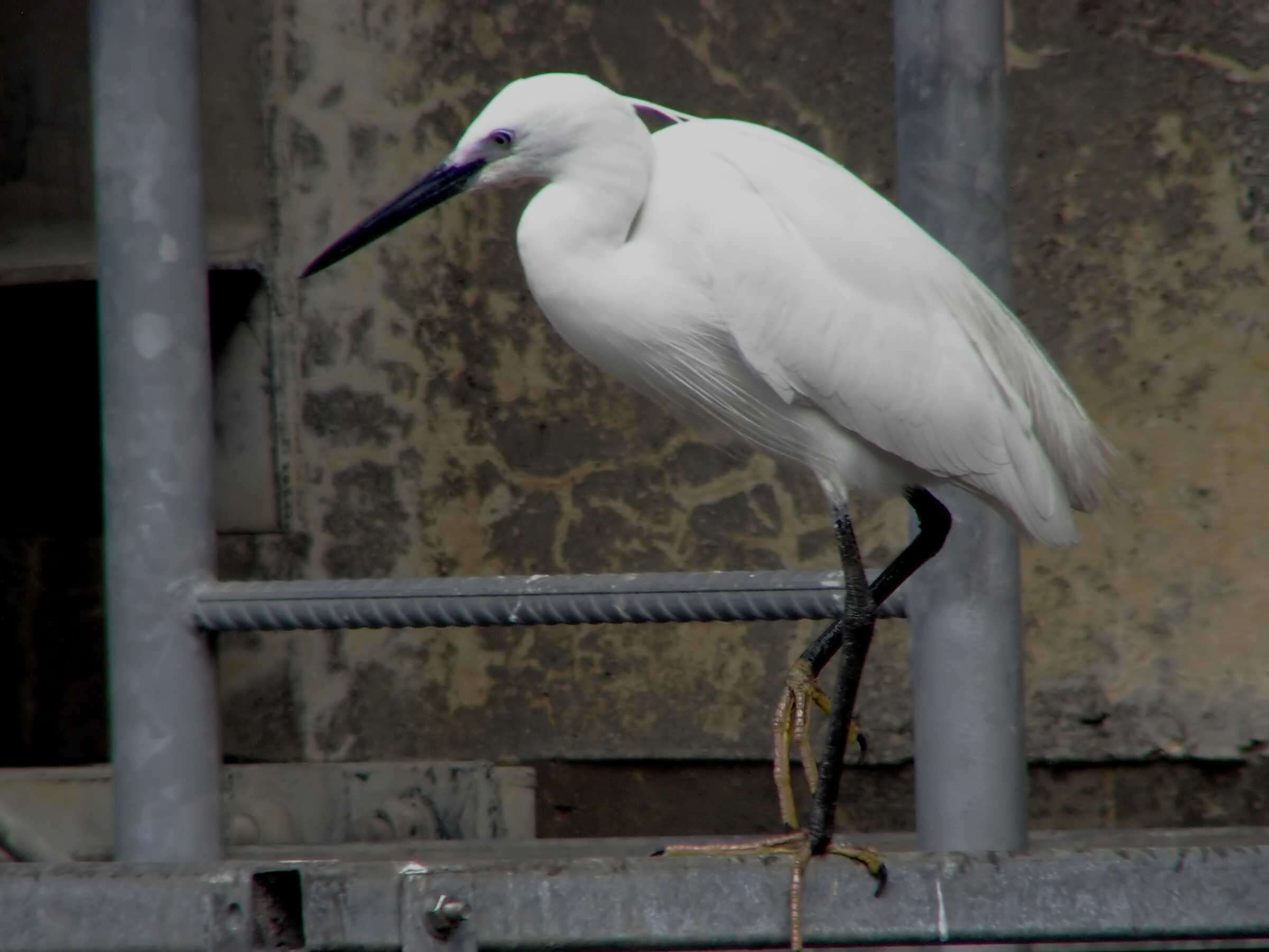 Image of Egretta garzetta garzetta (Linnaeus 1766)