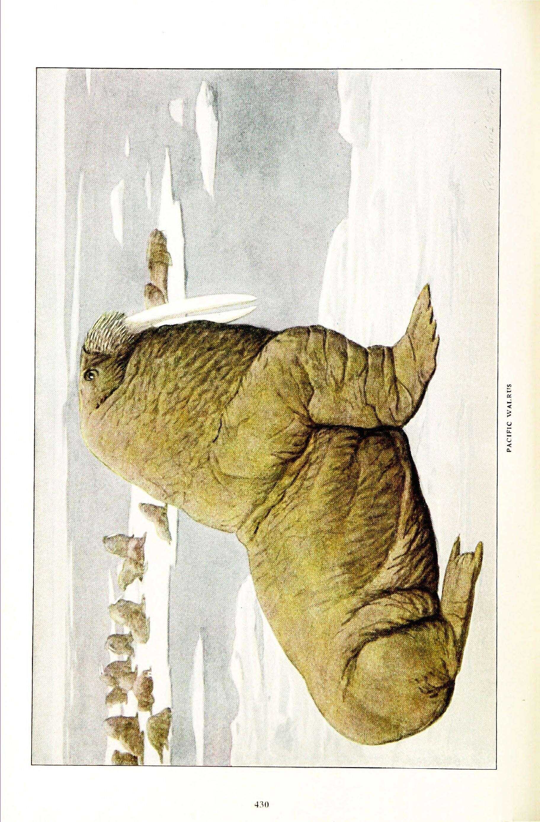 Image of walruses